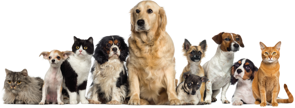 Multioils by vetlab for dogs and cat